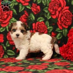 Howard, Morkie-Poo Puppy